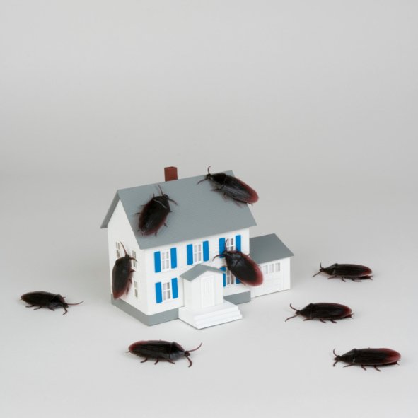 Почему завелись тараканы в квартире