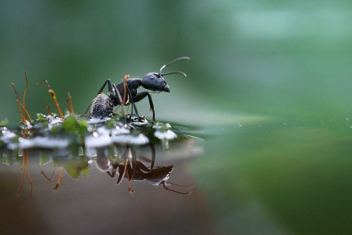 муравей среди воды