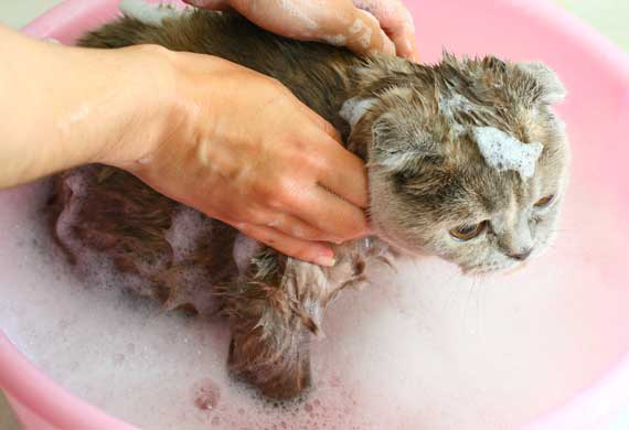 мыть кота