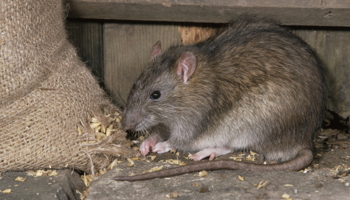 Крыса ест зерно