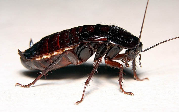 самка черного таракана