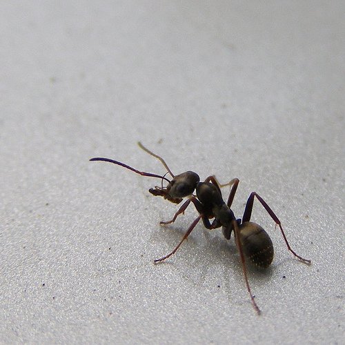 Черный садовый муравей фото