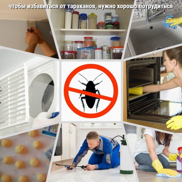 Как самостоятельно избавиться от тараканов в доме навсегда