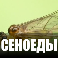 Вредители на астрахань Вредители на астрахань