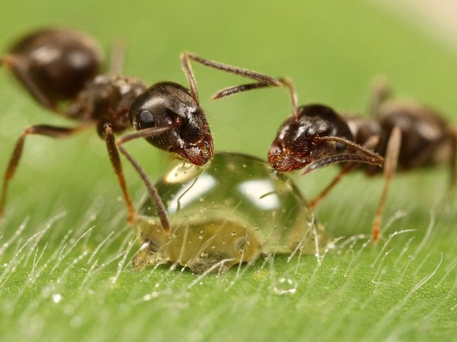 муравьи на дачном участке