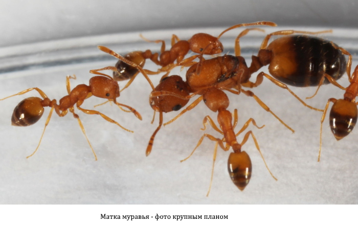 Матка муравья крупным планом
