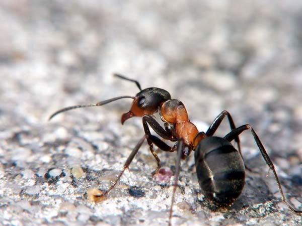 Рыжие лесные муравьи фото