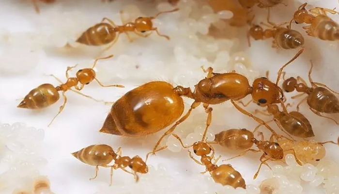 Матка муравьев с рабочими особями