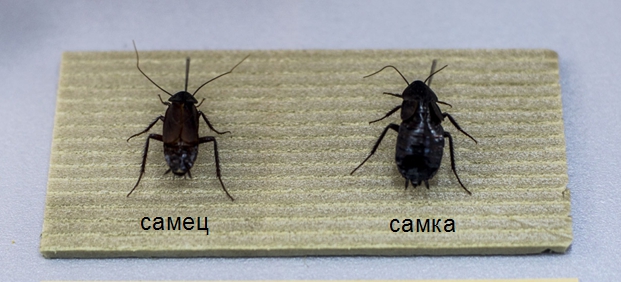 самец и самка таракана