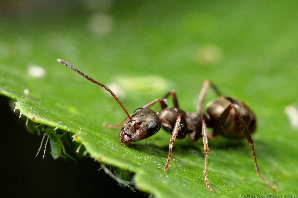 муравьи уничтожают блох