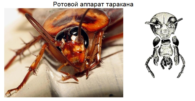 как кусают тараканы домашние фото