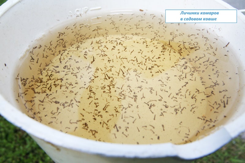 Комариные личинки на поверхности воды внутри садового ковшика