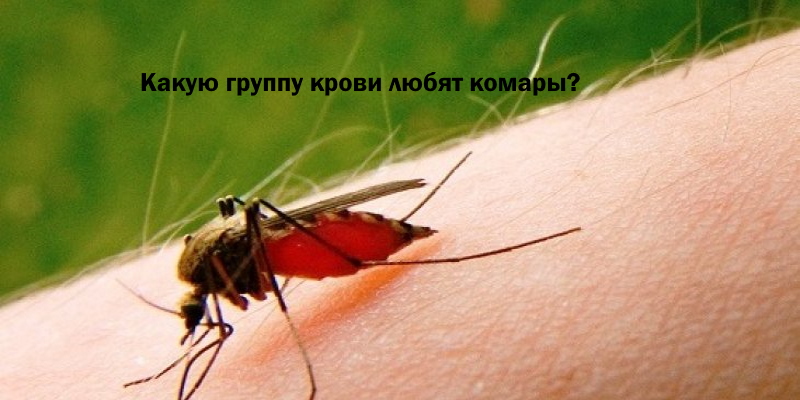 Какую кровь любят комары