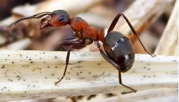 Лесной муравей