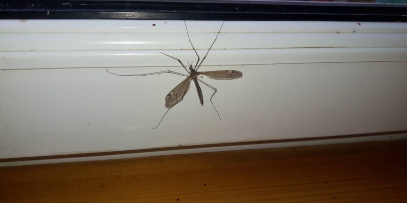 Большой комар на окне