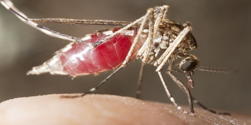 Малярийный комар крупным планом