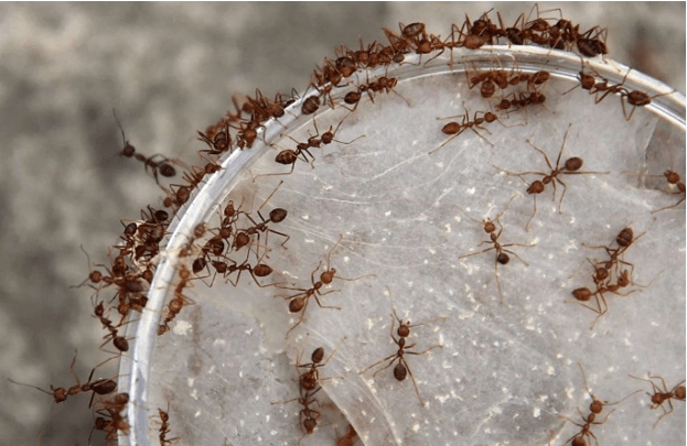 Мелкие муравьи 