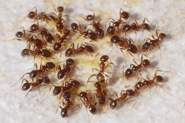 Сода от муравьев