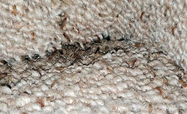Кожееды в ковре 