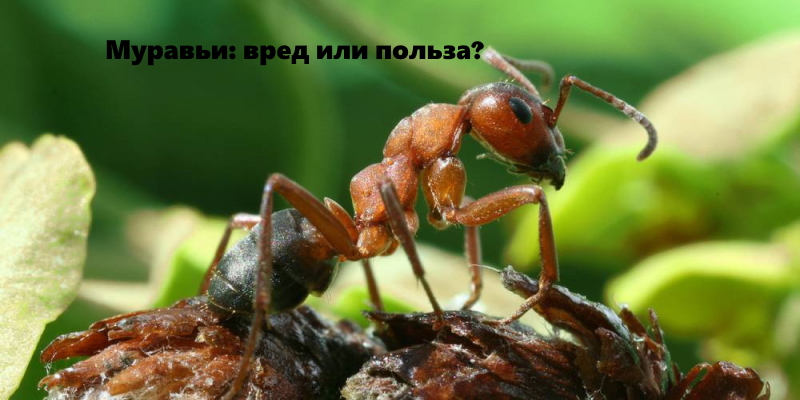 Вреди и польза муравьев