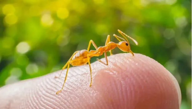 Желтый муравей на пальце
