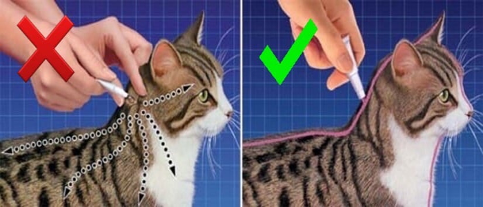 Через сколько действует лекарство от блох у кошек thumbnail