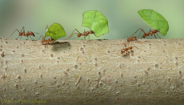 Жизнь муравьев и их польза thumbnail