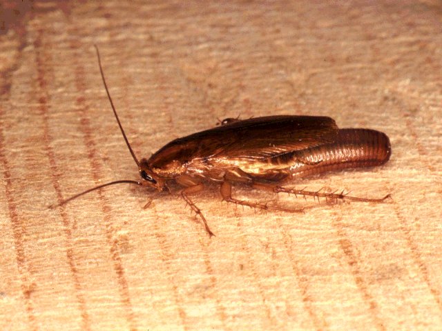 Рыжий таракан фото самка