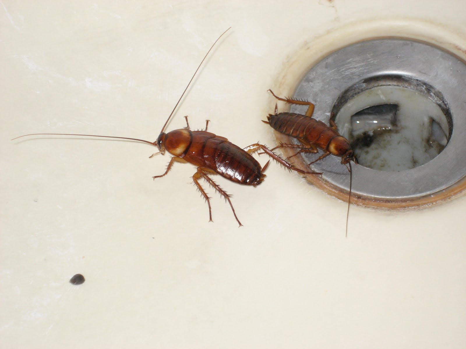 сколько живут тараканы без еды и воды