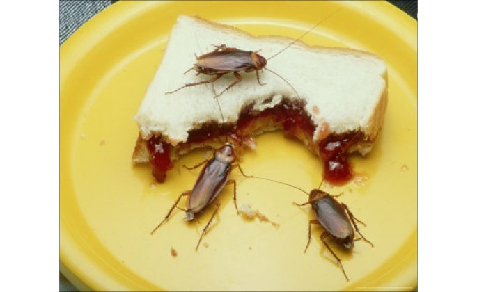 насекомое на кухне фото