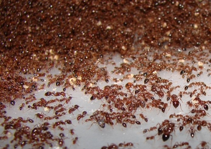 Рыжие домовые муравьи фото