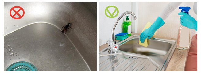 Тараканы в общежитии предпочитают селиться поближе к источникам воды