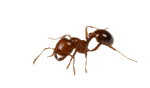 Статьи по муравьям