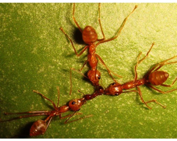 Красные муравьи жнецы фото