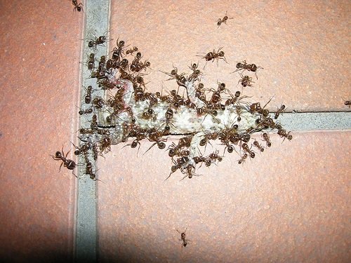 Гнездо муравьев фото