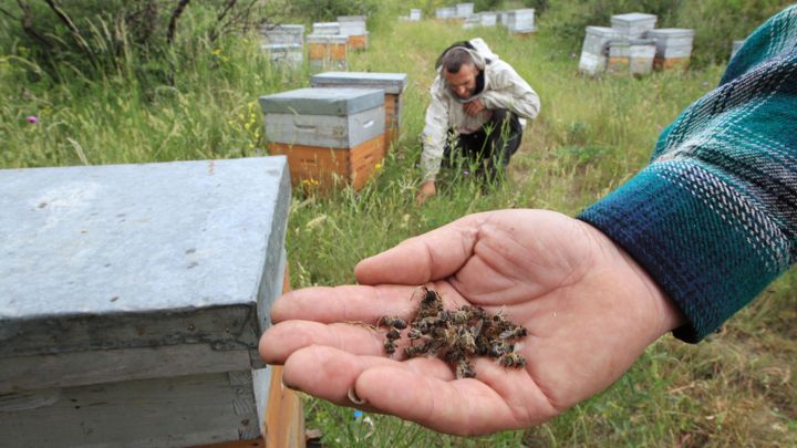 пестициды-неоники опасны для пчел