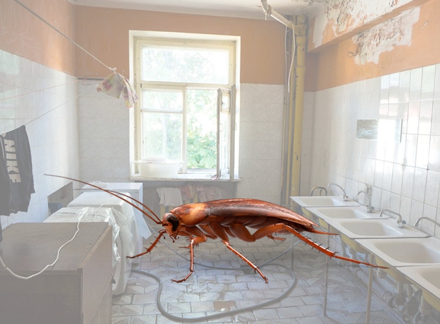 Как избавиться от тараканов в общежитии в домашних условиях