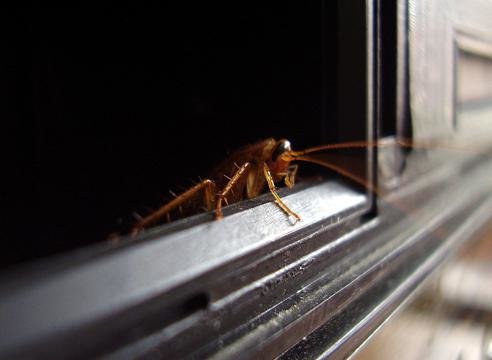 почему тараканы выходят ночью