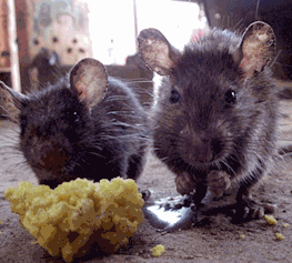 5 способов избавиться от крыс в частном доме при помощи свежей отравленной приманки
