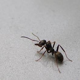 Как избавиться от летающих муравьев в доме