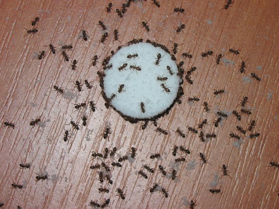 муравьи в санузле