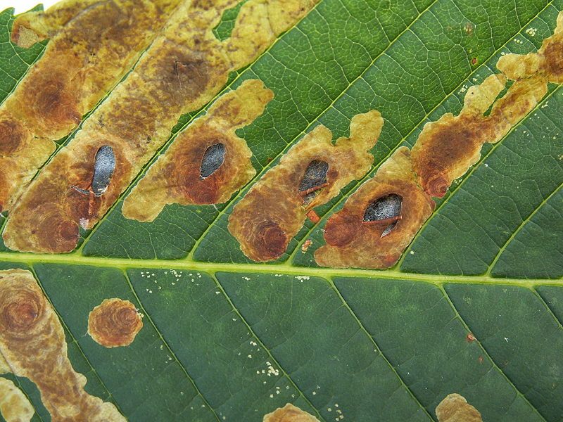 лист поражённый личинками тополиной моли