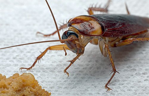как избавиться от тараканов народными средствами