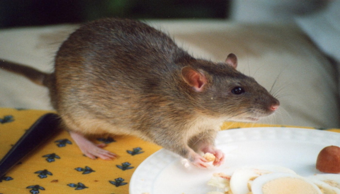 Крыса ест приманку
