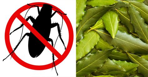 Почему тараканы боятся лаврового листа