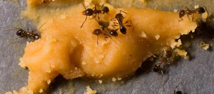 Приманка из меда и сахара с борной кислотой выводит дома любых муравьев