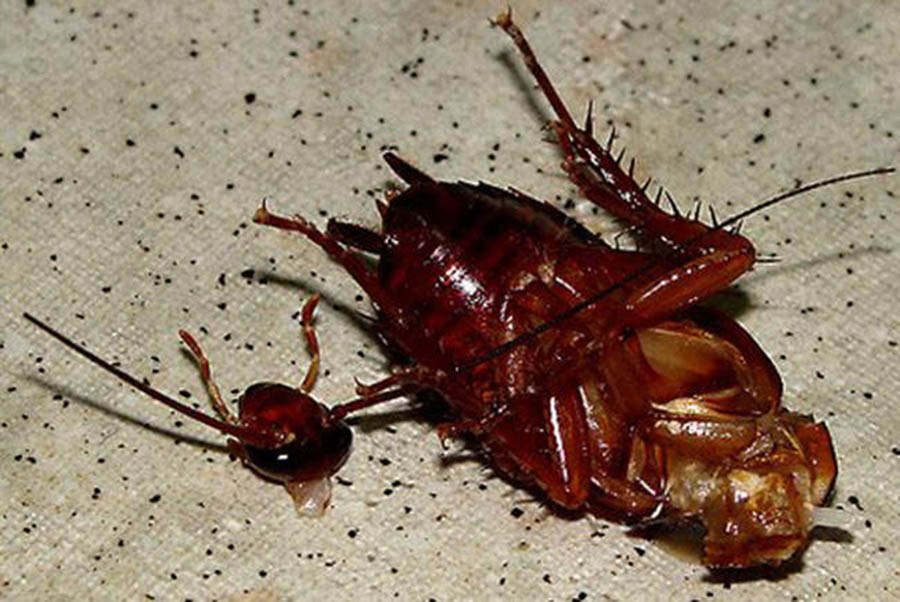 Сколько живут тараканы в домашних условиях, без еды воды и при разных  температурах