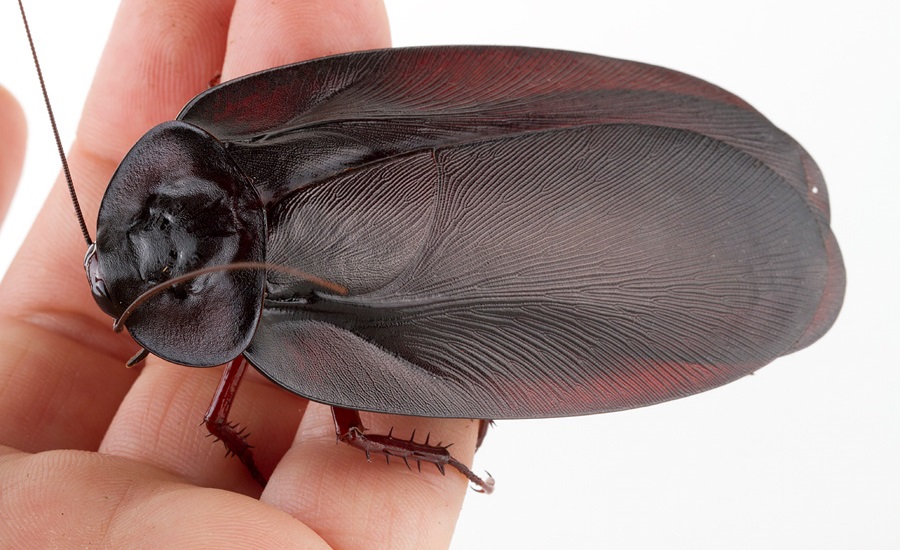 летающий черный таракан Megaloblatta
