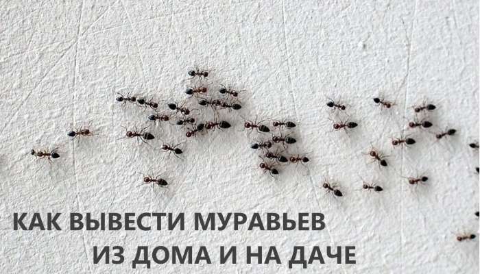 Черные насекомые: как вывести муравьев из дома на даче