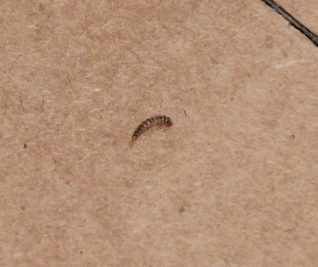личинка кожееда на полу